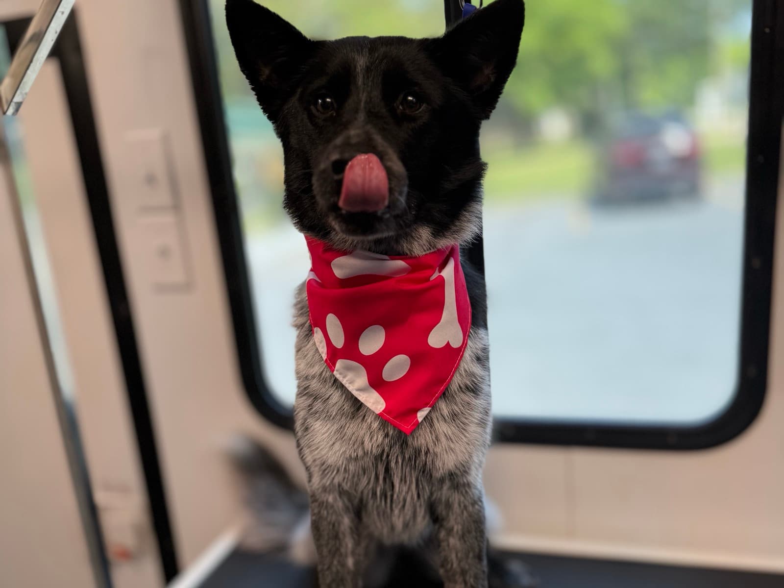 After: same dog, fresh groom
