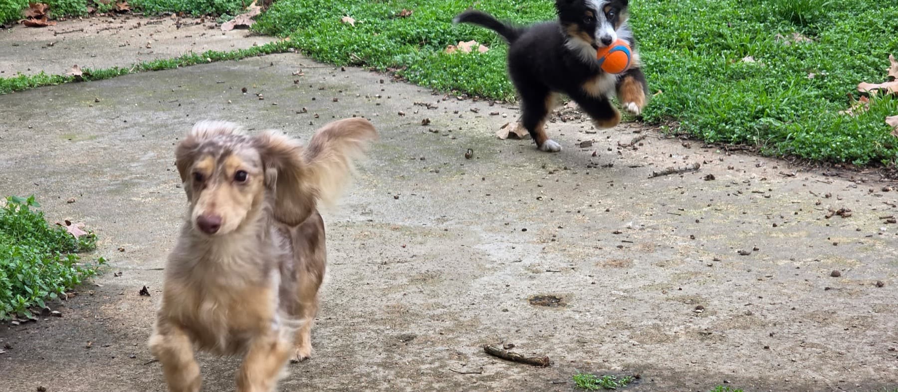 A playgroup mid-zoomies